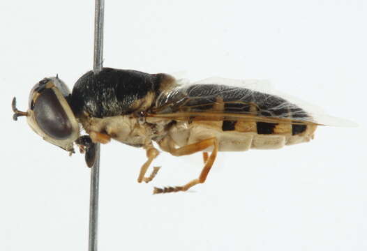 Image of Odontomyia arcuata Loew 1872