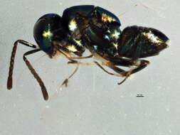 Image of eucharitid wasp