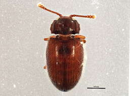 Image of Henotiderus lorna (Hatch 1962)