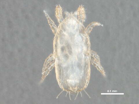 صورة Microgynioidea