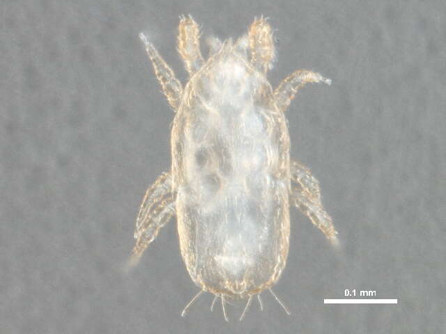 صورة Microgyniidae