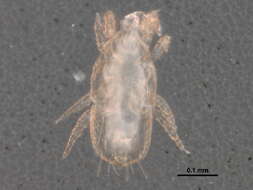 Image of Microgyniidae