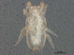 Image of Microgyniidae