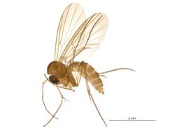 Image of Phronia cinerascens Winnertz 1863