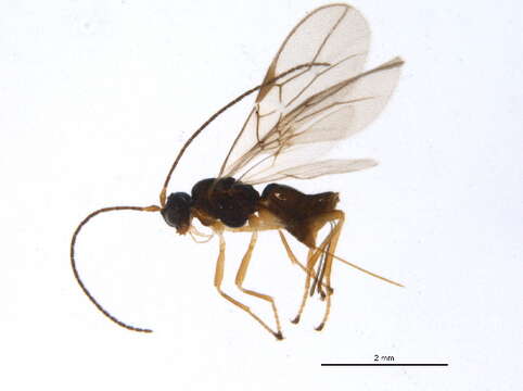 Image of Phaenocarpa