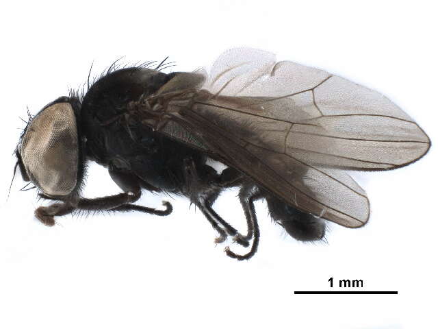 Image of latrine flies