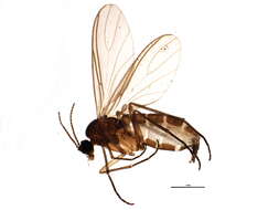 Image of <i>Baeosciara scotica</i>