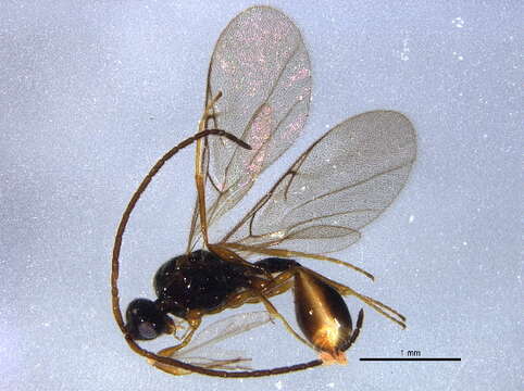 Image of Belytinae