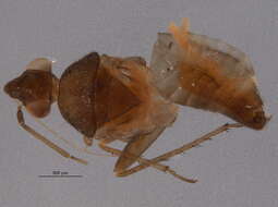 Image of Phoenicocoris longirostris (Knight 1968)