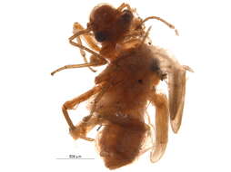 Stenopsocidae resmi