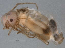 Stenopsocidae resmi