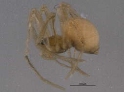 Image of Bathyphantes pallidus (Banks 1892)