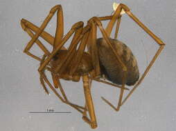 Image of Bathyphantes pallidus (Banks 1892)