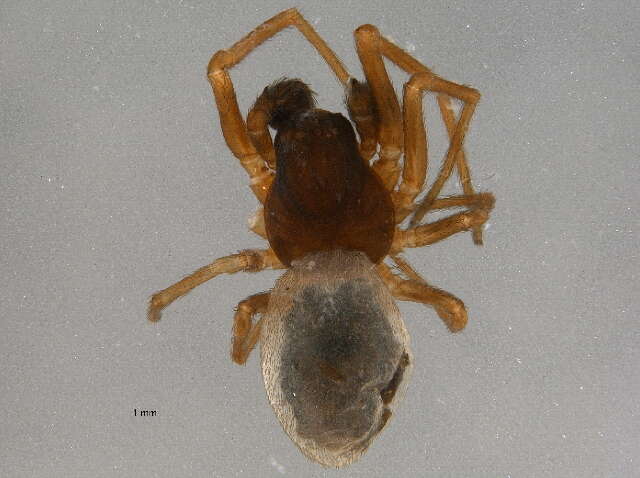 Image of Dictyna uncinata Thorell 1856