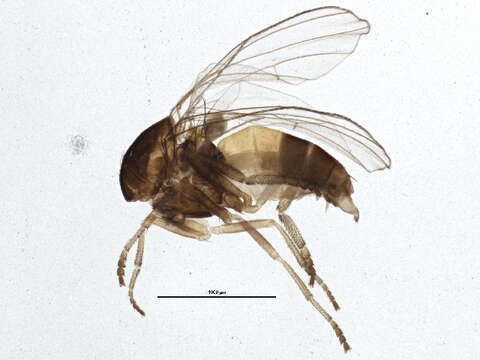 Image of Agathomyia