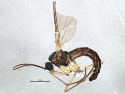 Image of Trichosia diota