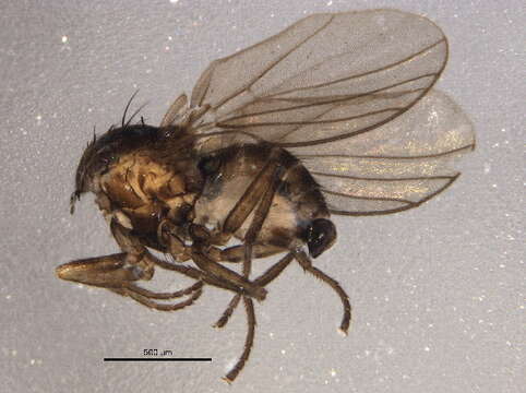 Image of Liriomyza fricki Spencer 1965