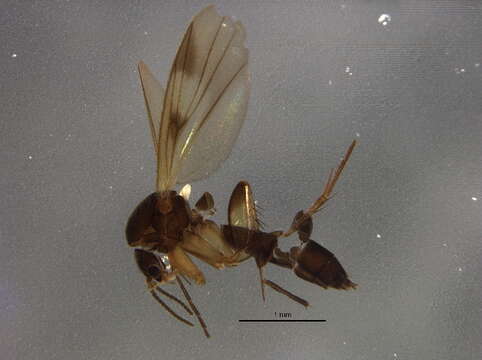 Image of Zygomyia pictipennis (Staeger 1840)