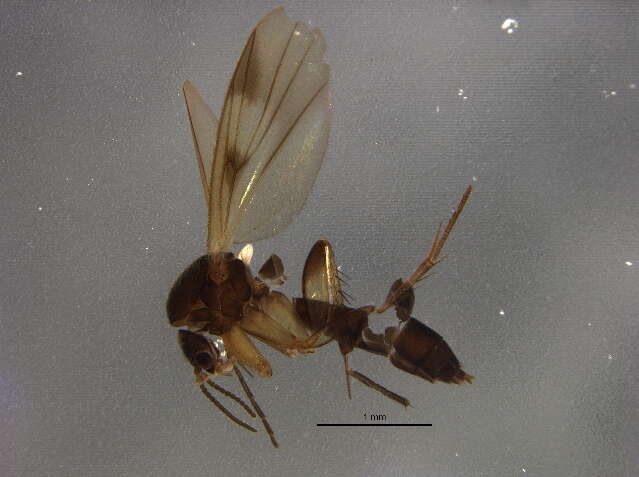 Image of Zygomyia pictipennis (Staeger 1840)
