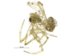 Image of Acanthoneta aggressa (Chamberlin & Ivie 1943)