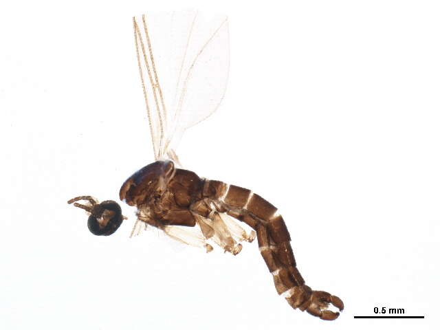 Image of <i>Baeosciara scotica</i>