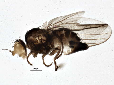 Image of Liriomyza fricki Spencer 1965