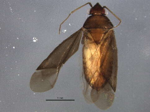 Image of Phoenicocoris longirostris (Knight 1968)