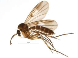 Image of Zygomyia