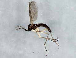 Image of Trichosia diota