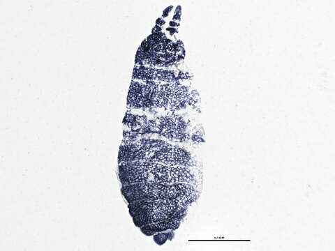 Image of Neanuroidea