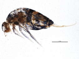 Image de Neanuroidea