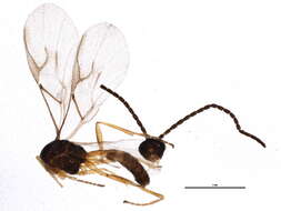 Image of Aphid parasite