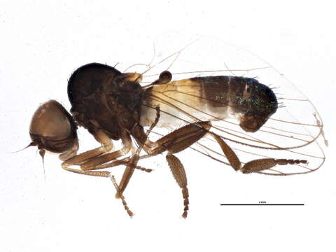 Image of Agathomyia