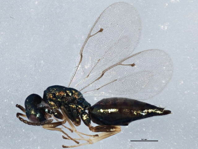 Image of Pteromalus phycidis (Ashmead 1898)