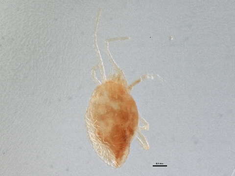 Image of Bryobia