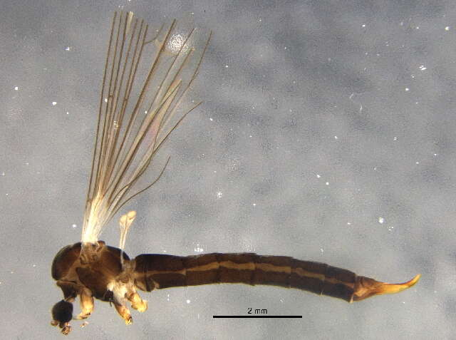 Image of hairy-eyed craneflies