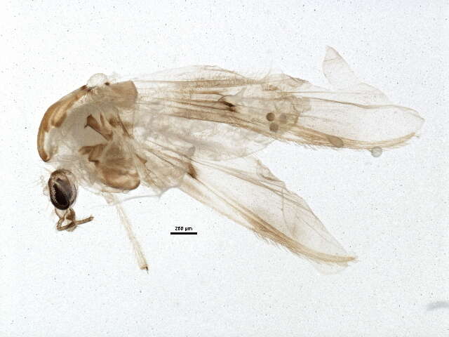 Image of Thienemannimyia