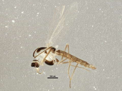 Image of Paraphaenocladius