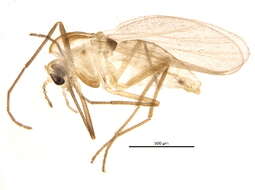 Paraphaenocladius resmi