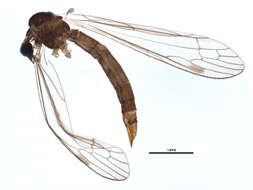 Image of Dicranomyia