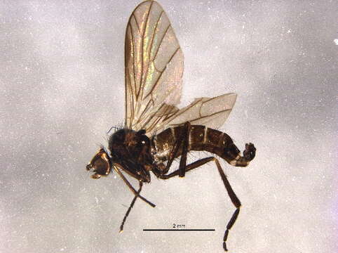 Image of Empidoidea