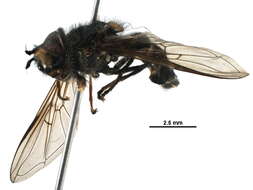 Image of Dasysyrphus limatus (Hine 1922)