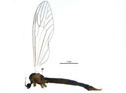 Image of hairy-eyed craneflies