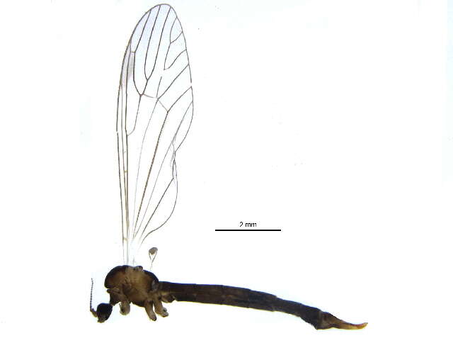 Image of hairy-eyed craneflies