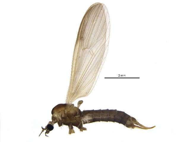 Image of hairy-eyed craneflies