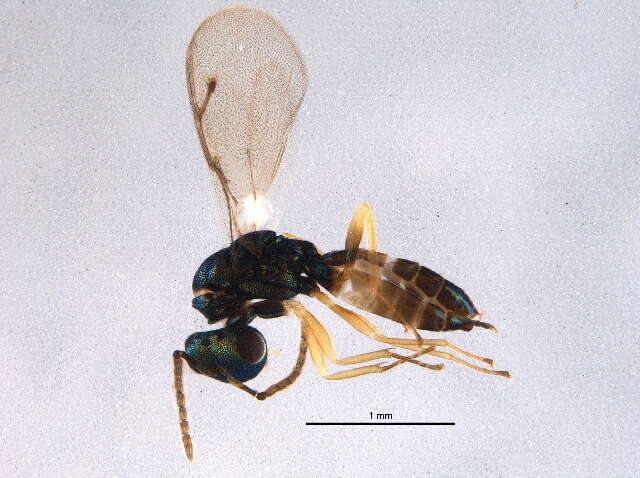 Image of Pteromalus phycidis (Ashmead 1898)
