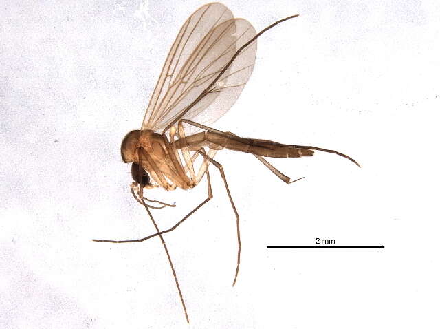 Image of Anatella