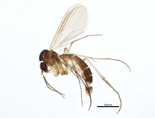 Image of Anatella