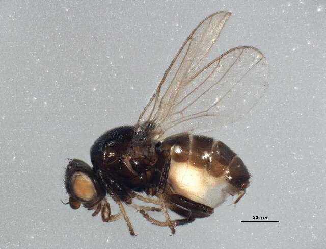 Image of Oscinellinae