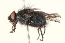 Image of Calliphora montana (Shannon 1926)